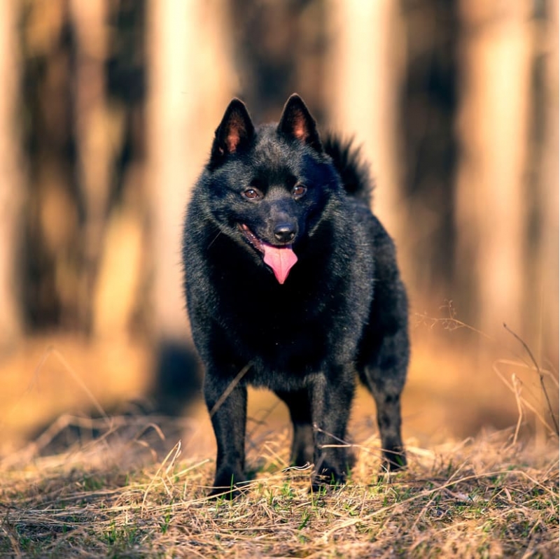 Племенной питомник щенков породы Шипперке Schipperke