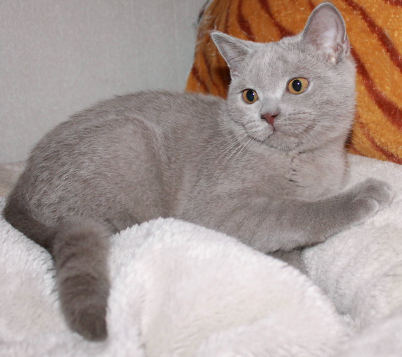 Британский лиловый котик 4000 руб.