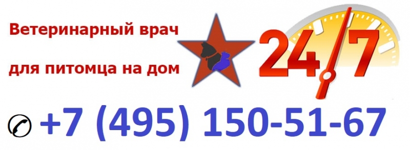 Ветеринар на дом 24 часа. Москва