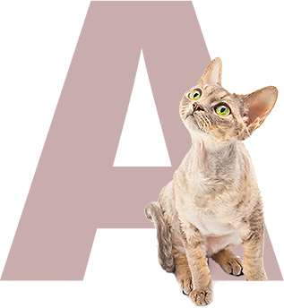 Ветеринар для кошки. Ветеринар для кота, котенка на дом в Москве