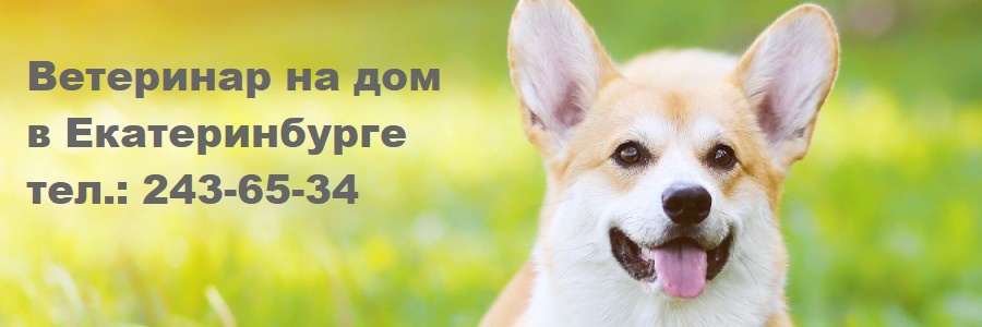 Ветеринарная клиника на дом в Екатеринбурге