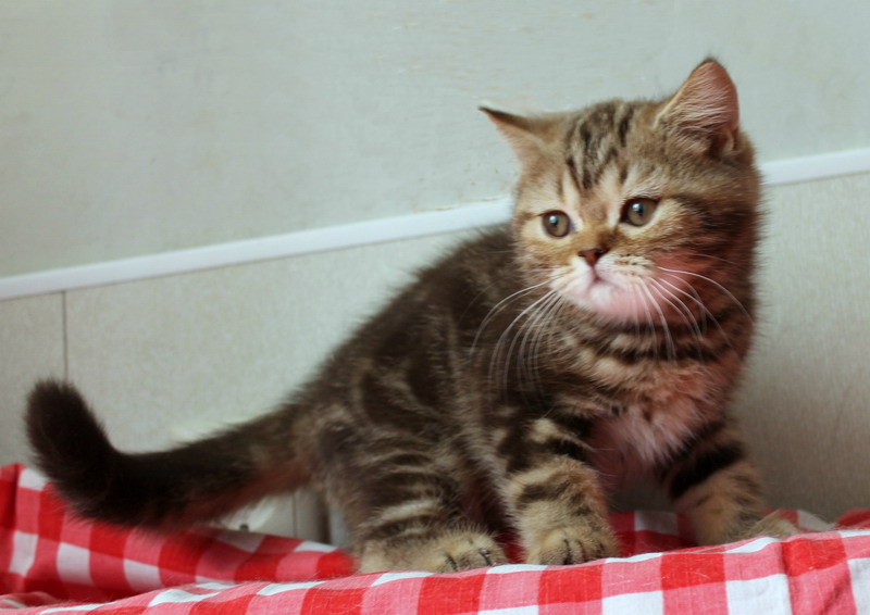 Британские мраморные котята.