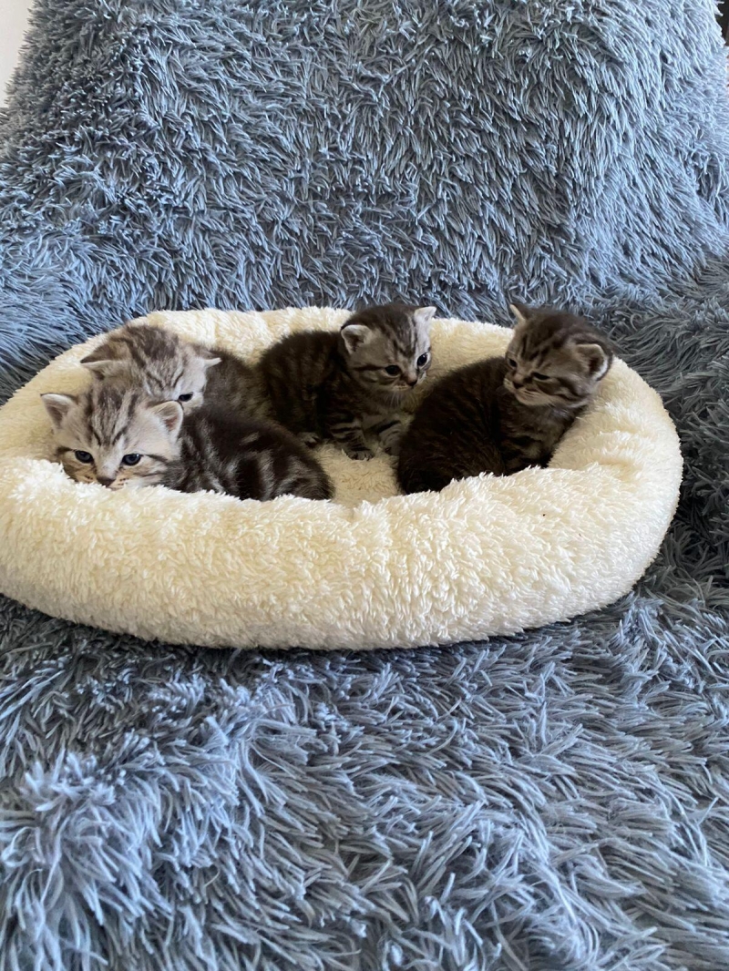 Британские котята