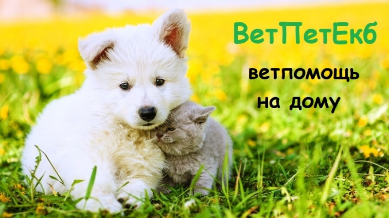 Ветклиника на дом в Екатеринбурге