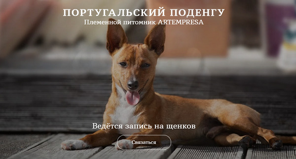 Хотите взять щенка португальского Поденгу из питомника