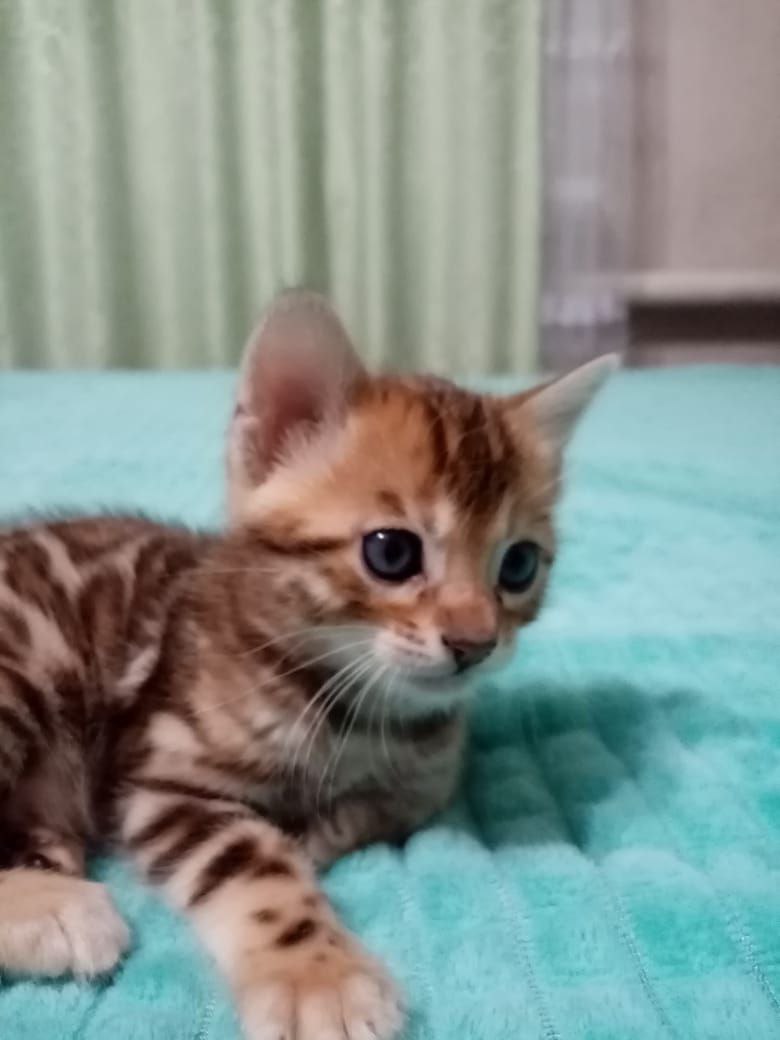 Бенгальские котята