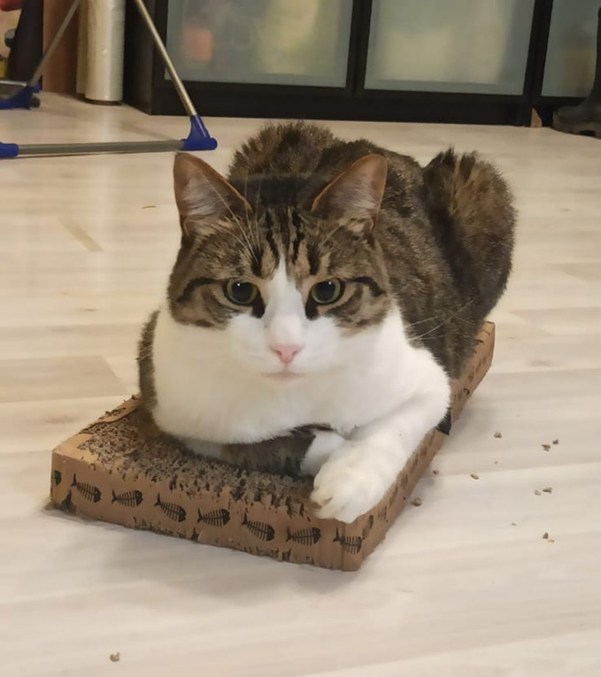 Котик Кекс в поисках дома