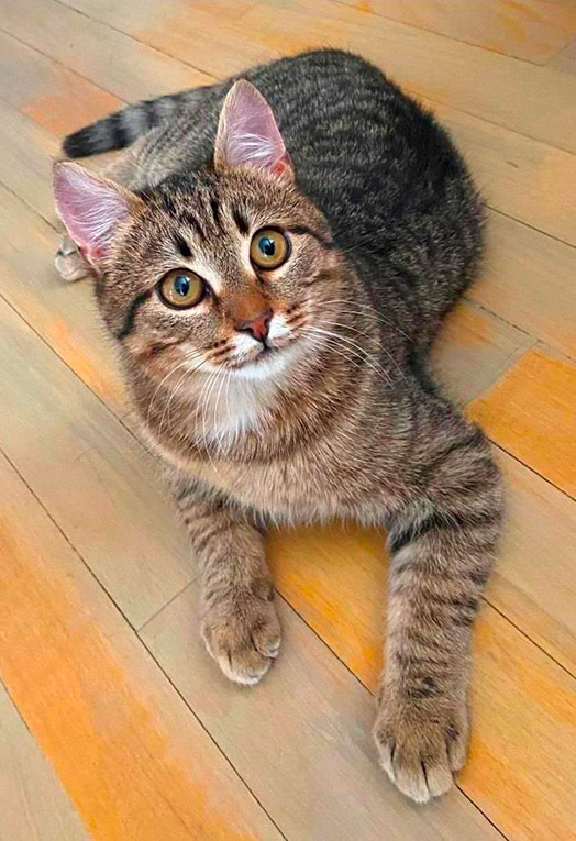 Умненький кастрированный котенок Сержик в дар