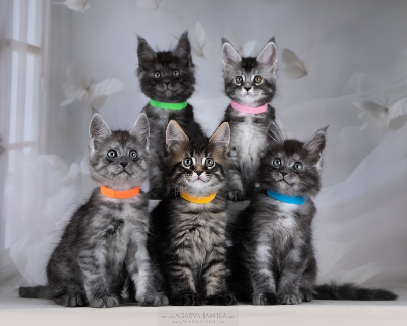 Мейн-кун котята кошечки и котики