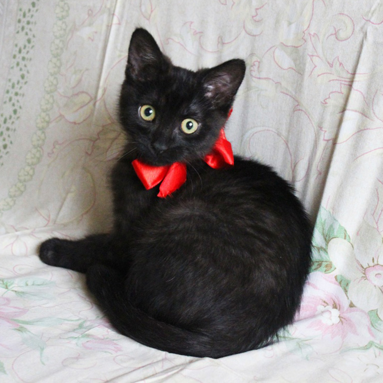 Черный красивый котик в добрые руки