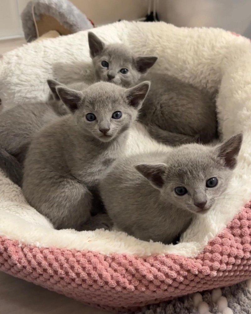 Русские голубые котята