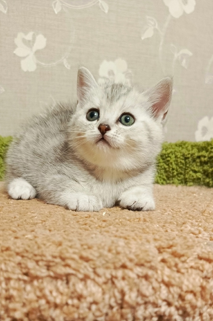 Красивый британский котенок серебристая шиншилла