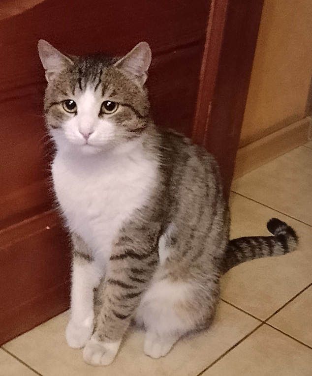 Добрый котик Боня в добрые руки