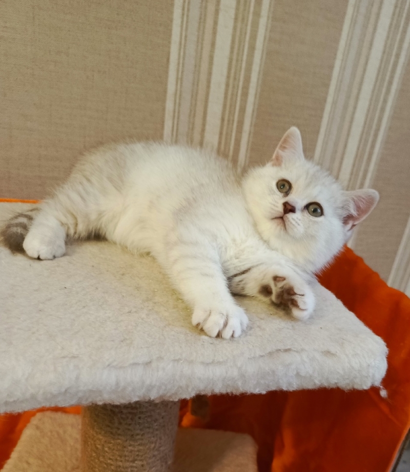 Роскошные британские котята