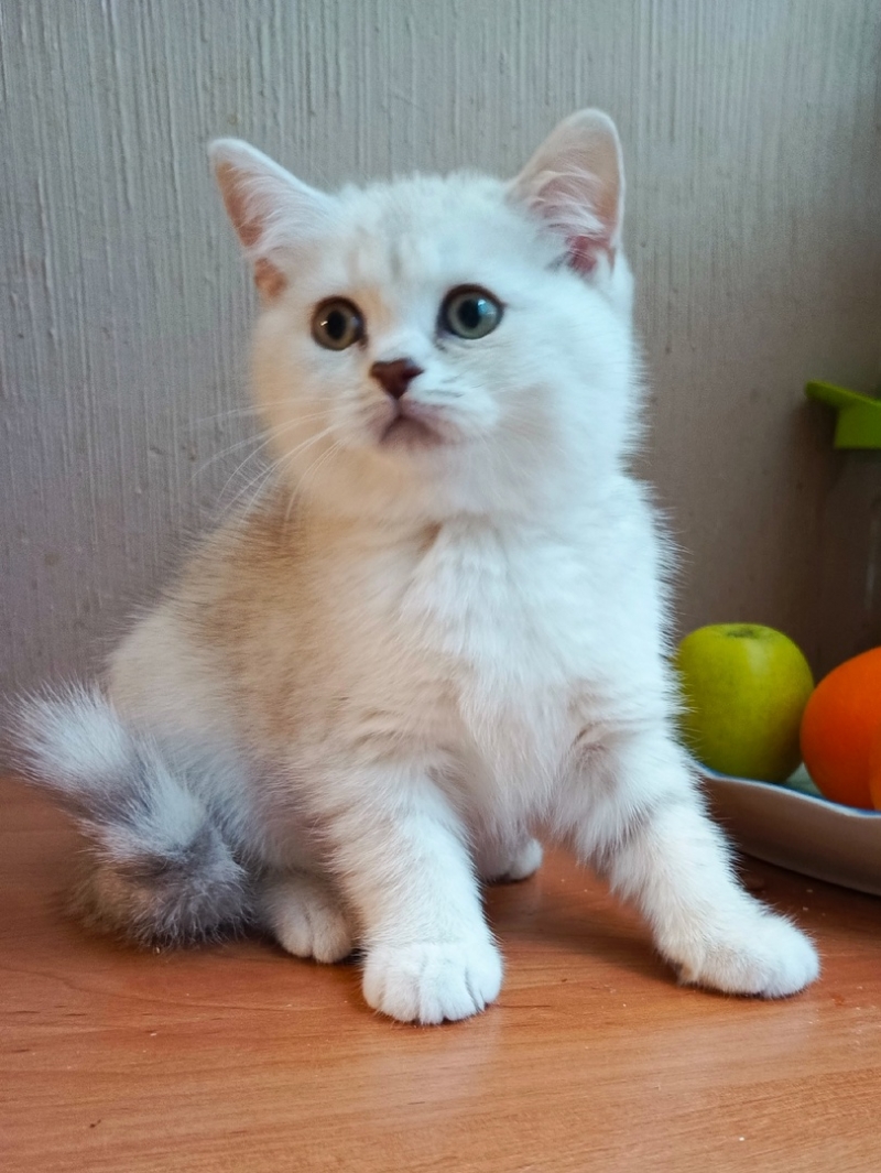 Роскошный британский котенок