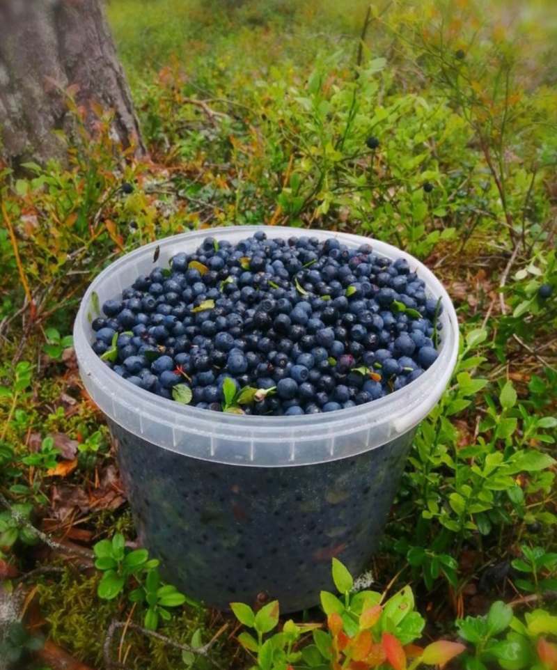 Свежая черника