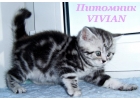 Британские клубные котята вискас из питомника VIVIAN.