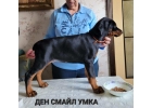 Добермана щенки. Питомник Ден Смайл.