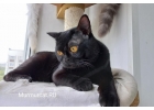 Бомбейские котята