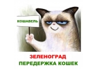 Передержка кошек Кошавель
