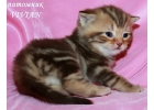 Британские котята шоколадный мрамор.