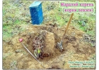 Mapaлий кopень, корни лeвзeи oт произвoдителя KХ Биo