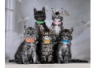 Мейн-кун котята кошечки и котики