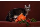 Мейн-кун котята классика и серебро