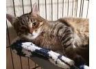 Добрый котик Филиппок в хорошие руки