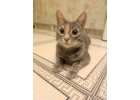 Кошечку в добрые руки