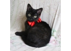 Черный красивый котик в добрые руки