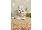 Красивый британский котенок серебристая шиншилла