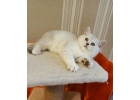 Роскошные британские котята