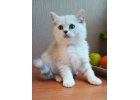 Роскошный британский котенок
