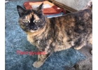 Кошки в добрые руки