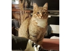 Котенок-подросток Степашка в добрые руки