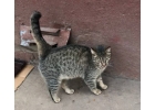 Молодая полосатая кошечка Шани ищет дом